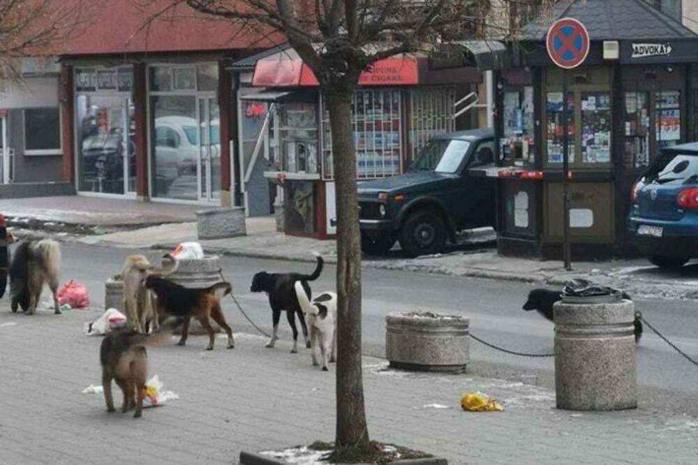 Problem sa psima lutalicama u Rožajama: Iz Savjeta kažu da im nije upućena nijedna prijava i prigovor