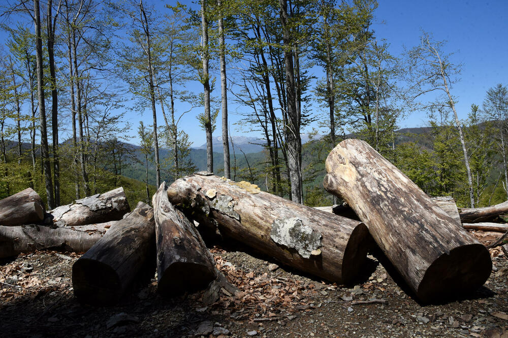 Uprava: Otkriveno 30 kubika drvnih sortimenata bez valjane dokumentacije u pilani u Mojkovcu