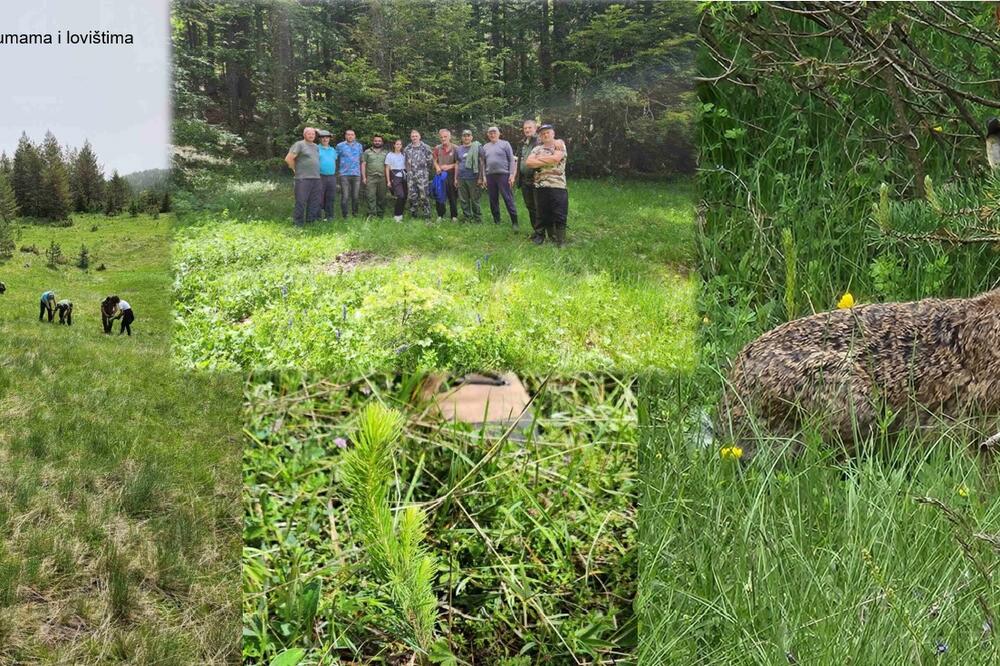 Uprava: Uspješno zasađeno planiranih 7,700 sadnica smrče u područnoj jedinci Žabljak