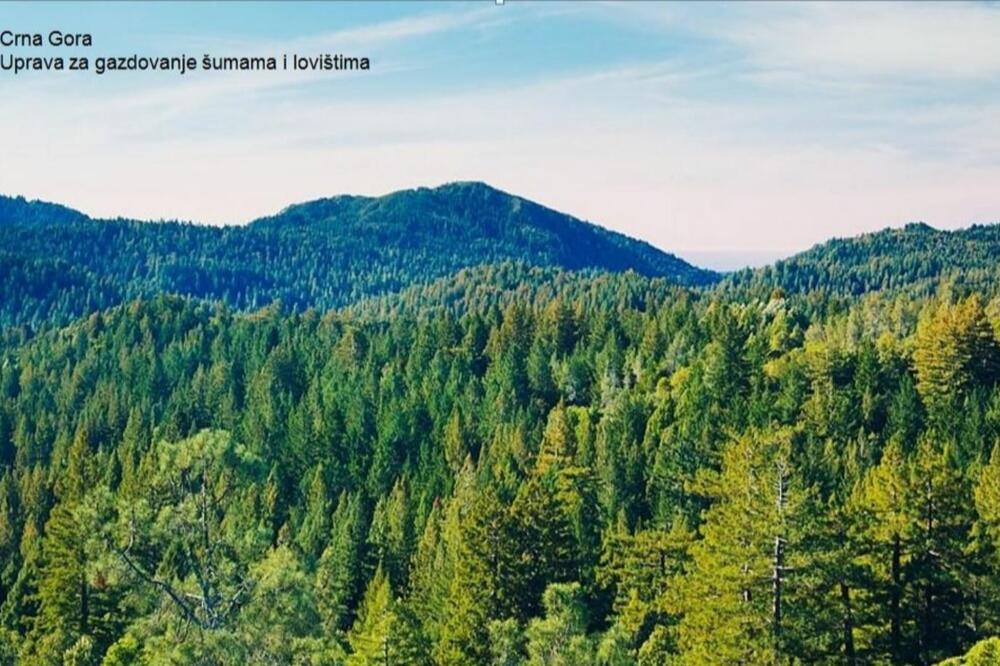 Uprava za gazdovanje šumama i lovištima: Oduzeti drvni sortimenti i prebačeni na sigurne lagere