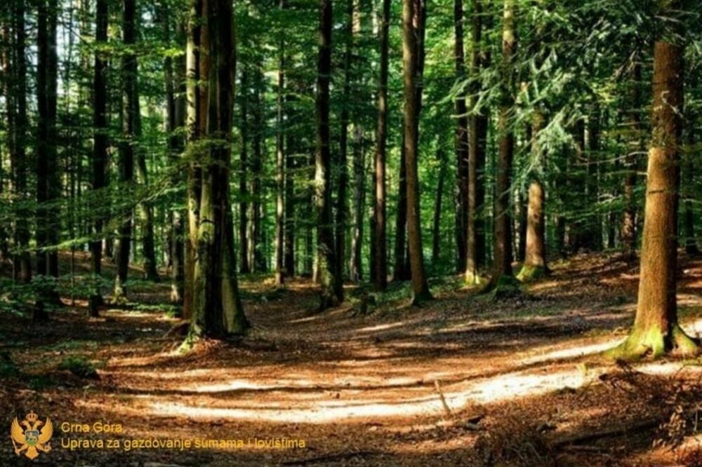 Uprava za šume: Posađeno blizu 40 hiljada sadnica u Podgorici i Plavu