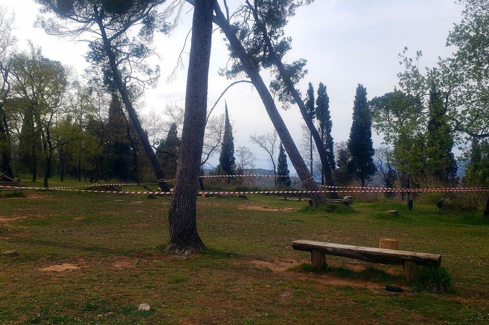 Agencija: Postoji opasnost od obrušavanja velikih stabala na brdu Gorica