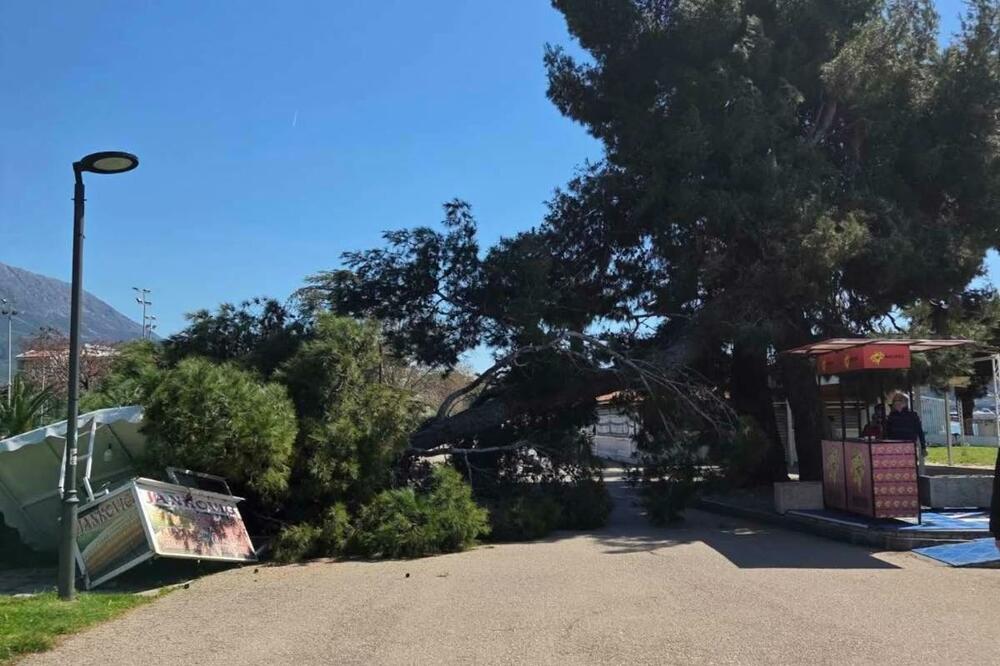Bar: Stablo se srušilo na šetalištu, Komunalno upozoravalo Morsko dobro na opasnost