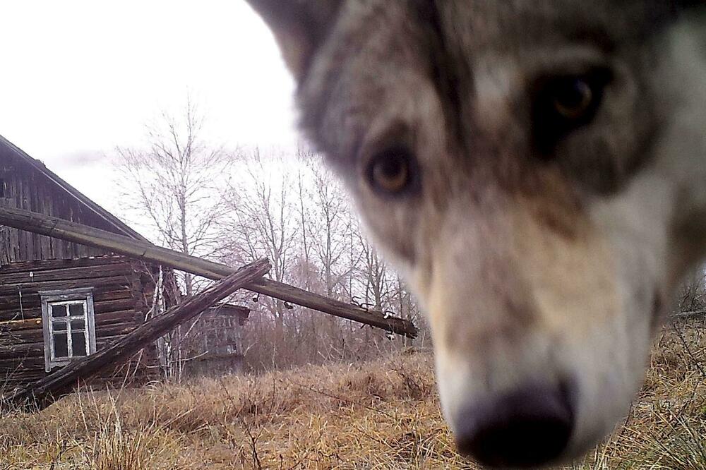 Černobilj i oblast između dvije Koreje postale raj za divlje životinje