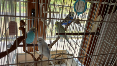 Četiri papagaja tigrice sa kavezom