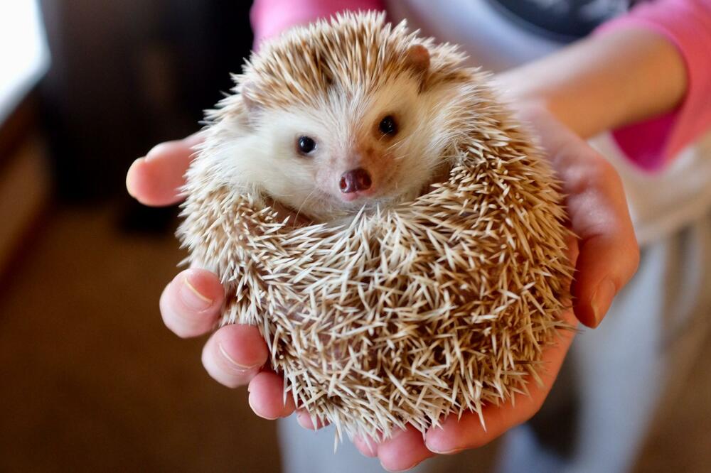 'Čuješ li me': Tajnoviti svijet sluha ježeva