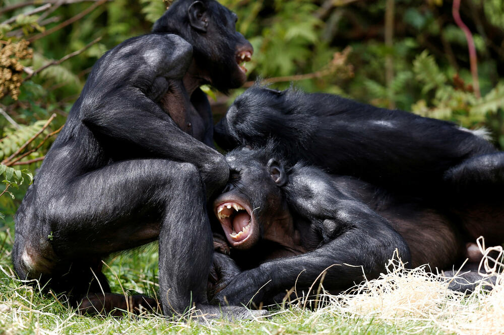 Da li su bonobi zaista miroljubivi pandan šimpanzama? Nova studija kaže da nijesu