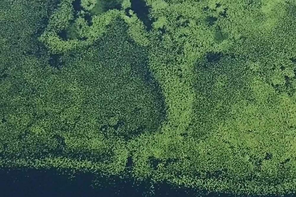 Duša prirode potrebnija nego ikad