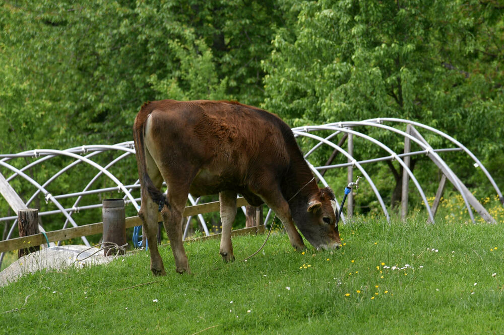 EU traži novu Agenciju za poljoprivredu