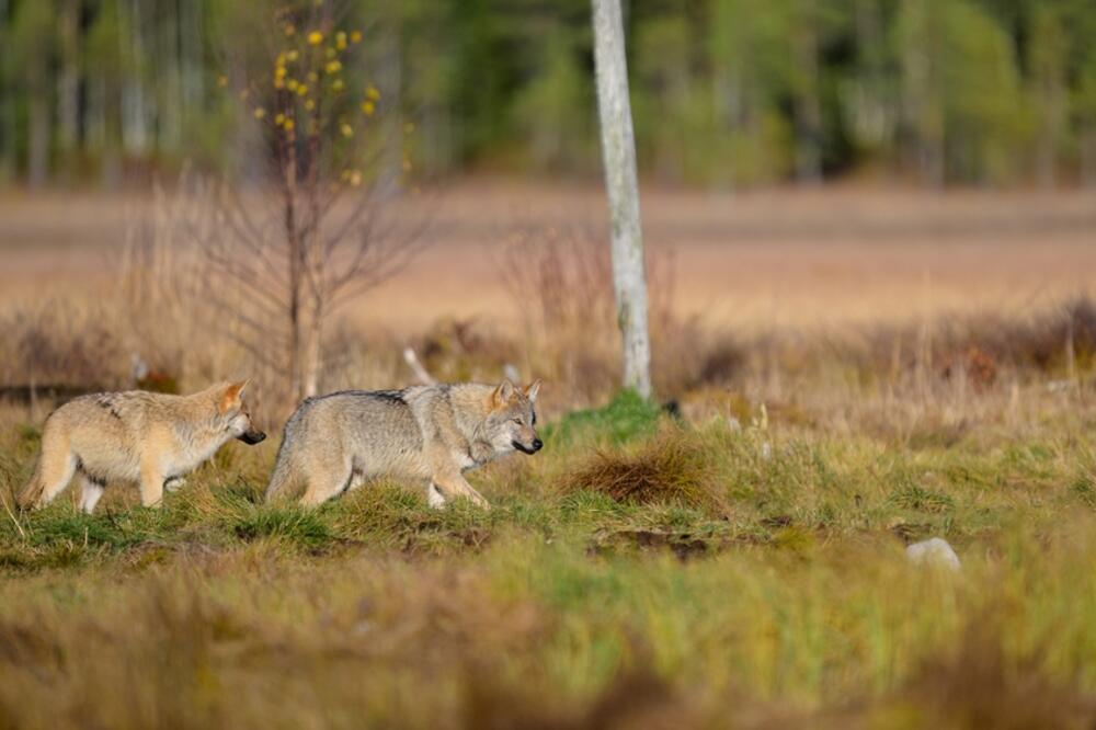 Finska će 2026. odobriti lov na vukove: Ukidaju se mjere zaštite koje su na snazi od 1973.