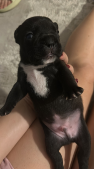 Francuski buldog - 3 ostala