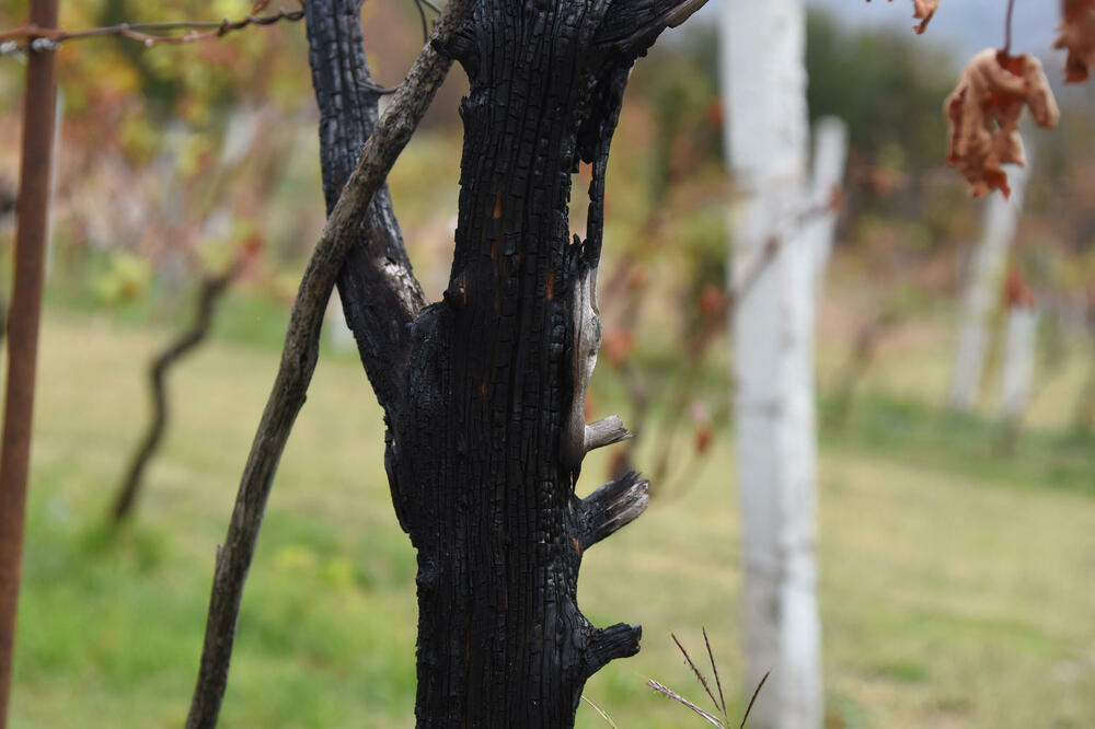 Građani još čekaju na simboličnu pomoć: Sedam mjeseci od velikih požara u okolini Podgorice