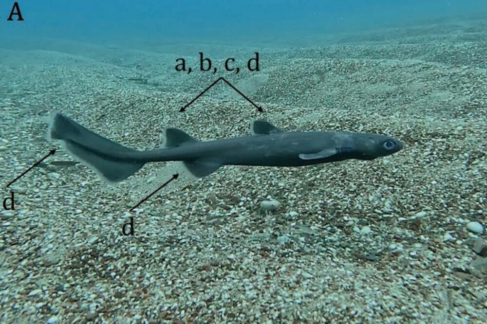 IBMK objavio video: Kitefin ajkula u crnogorskim vodama, kod Miločera je snimio ronilac