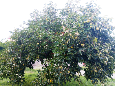 Japanske jabuke organske domaće 100% - min porudzba 5 kg