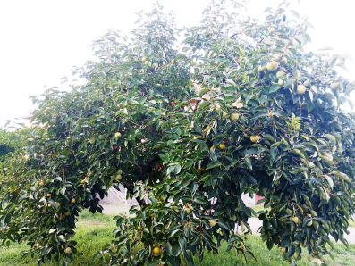 Japanske jabuke organske proizvodnje 0.90 centi po kg. Za vece porudzbe dog. Kontakt +382 67 113 025