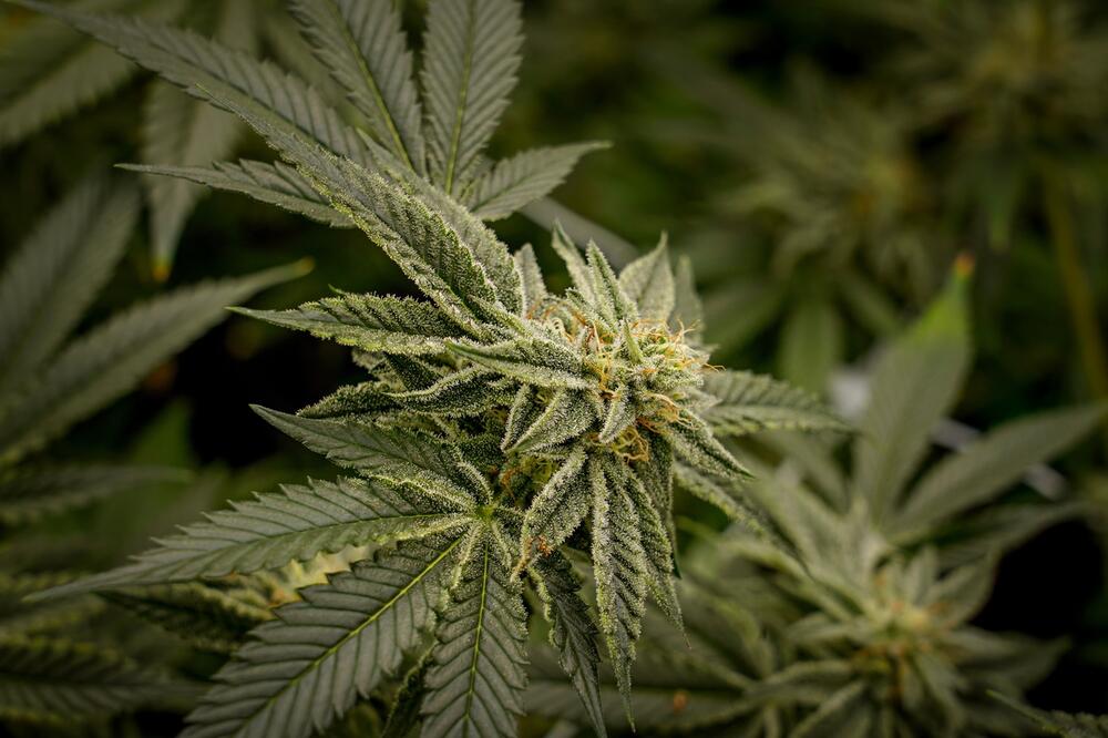 Kanabis i zdravlje &ndash; kada postaje opasan?