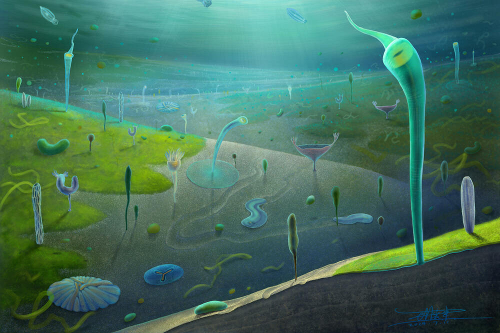 Kineski fosili otkrivaju iskonski nalet evolucije životinja