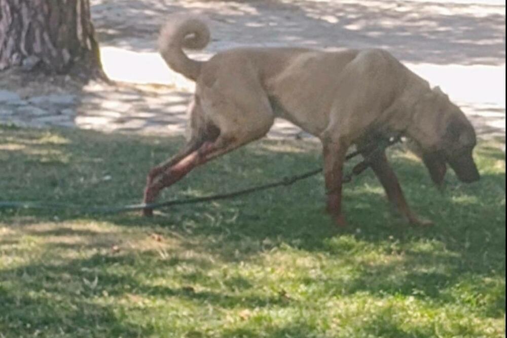 Ko je kriv za ranjavanje psa na Cetinju?