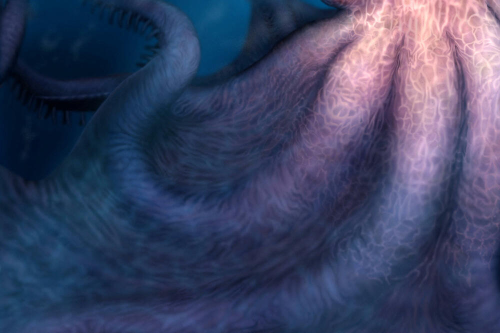 "Kredni Kraken" vrebao morima u doba dinosaurusa