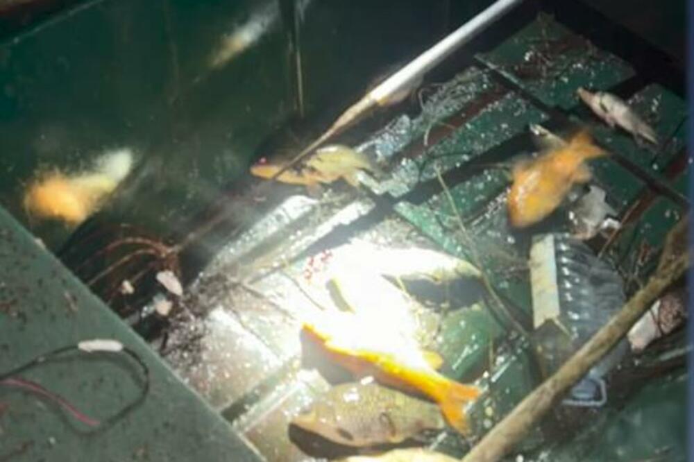 Krivolov na Skadarskom jezeru ne prestaje uprkos zabrani: Za tri meseca 37 prijava