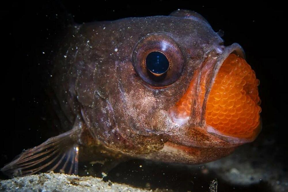 Kung fu gorila i hijena iz 'grada duhova': Najbolje fotografije prirode u 2025.