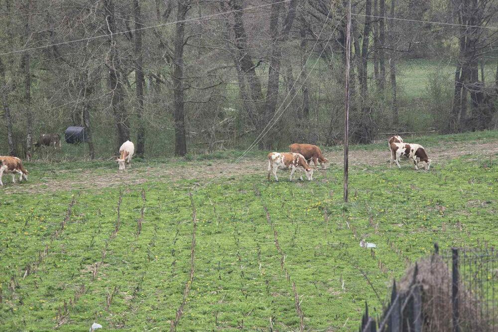 Leković: Stoka se nekontrolisano kreće javnim površinama u Pavinom Polju i okolini