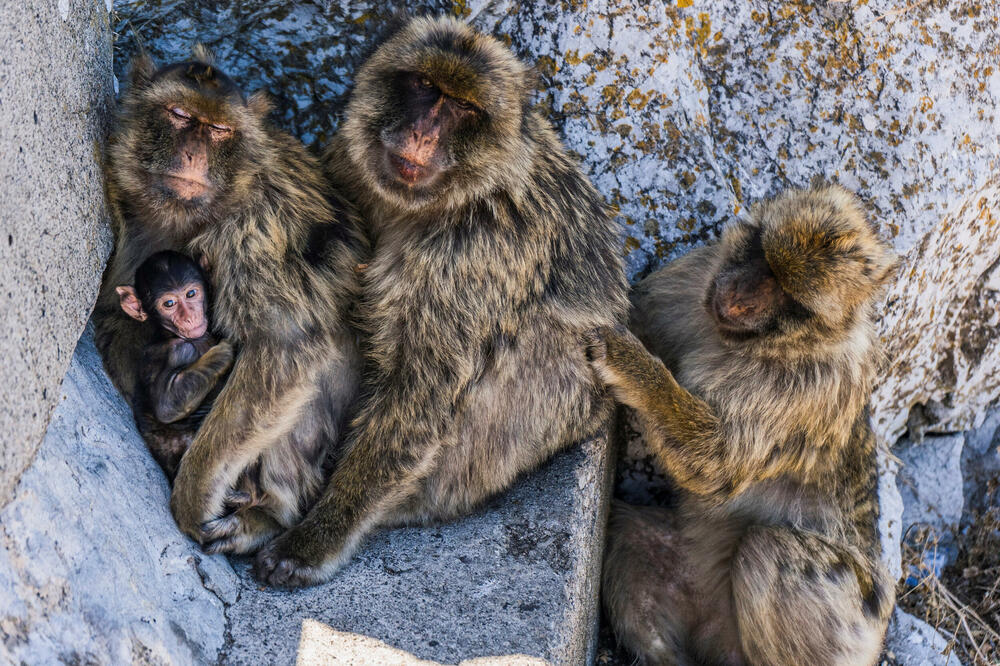 Majmuni na Gibraltaru pronašli pametan način da izbjegnu bolove u stomaku od nezdrave hrane