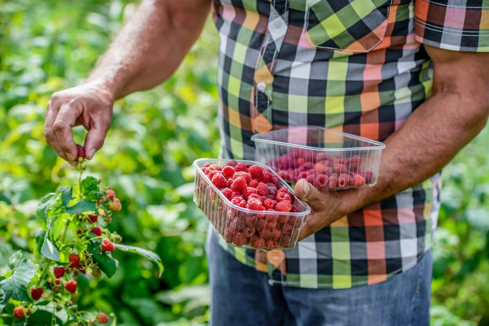 Malinari nikako da "uberu" 300.000 eura - državna pomoć još nije isplaćena iako je obećana 2023. godine