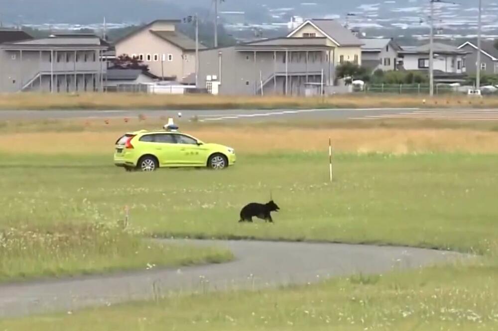 Medvjed na pisti prouzrokovao zatvaranje aerodroma u Japanu