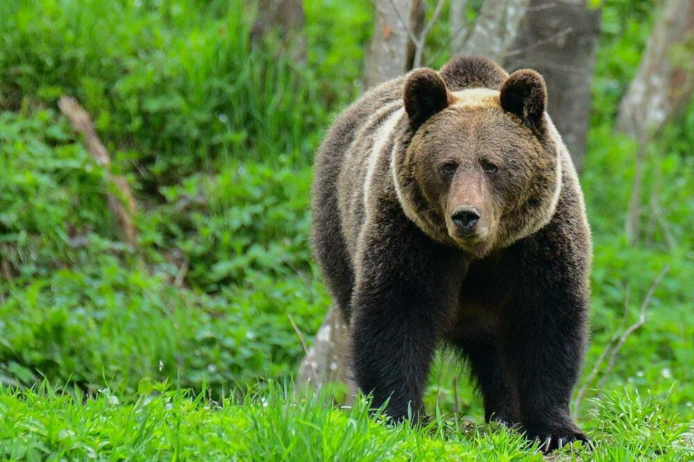 Medvjed ubio ženu u Poljskoj