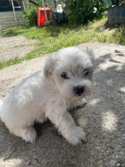 Mini maltezer