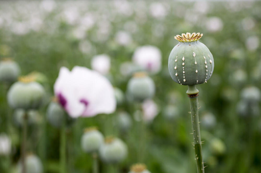 Mjanmar - epicentar ilegalne trgovine drogom u Aziji: Karteli pod zaštitom lokalnih gospodara rata