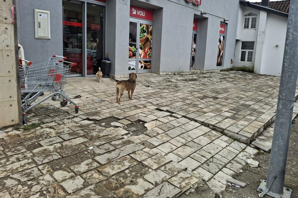 Mojkovac: Psi nestali, ali niko ne zna gdje su