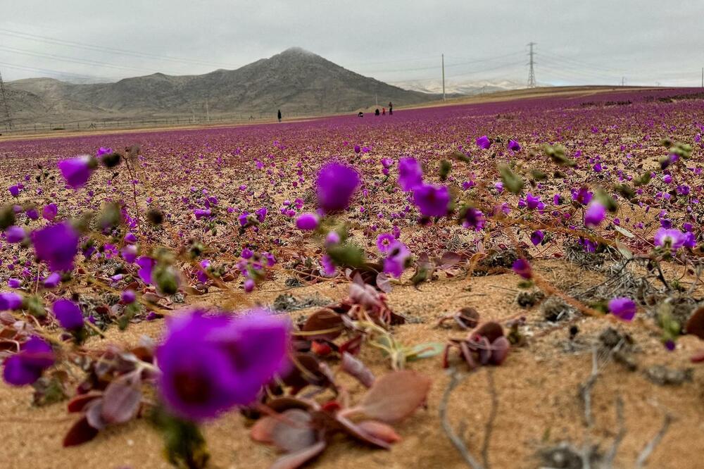 Može li čovjek da ozeleni pustinje