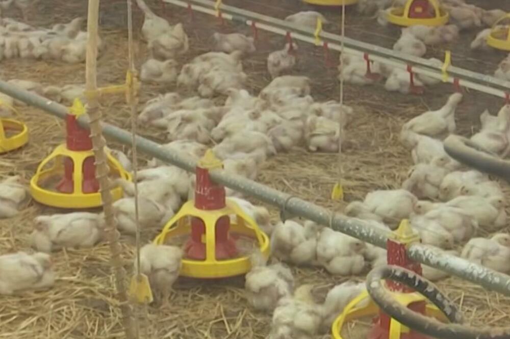 Na dva domaćinstva u Nikšiću i Bijelom Polju uginulo oko 90 kokošaka od ptičijeg gripa, nadležni pozivaju na oprez