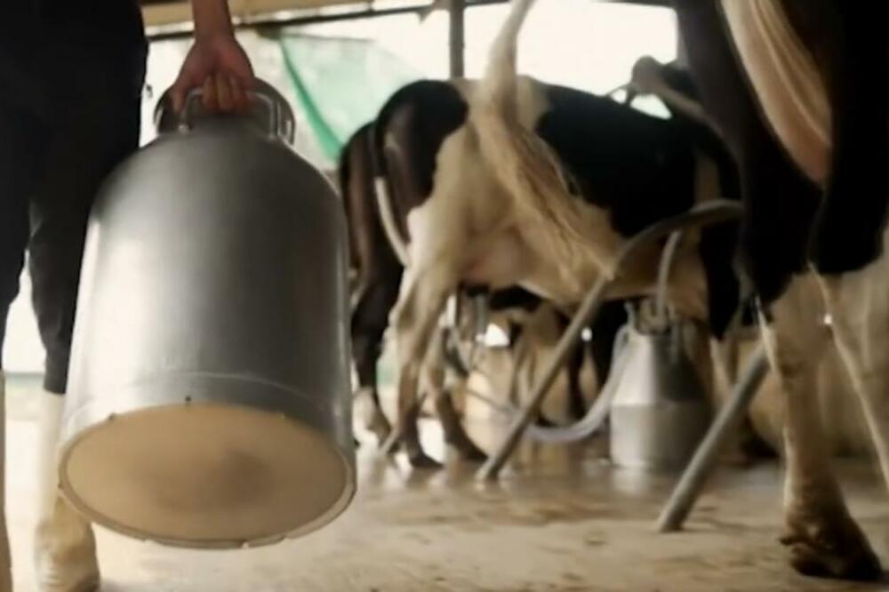 Obezbijeđen siguran plasman tržišnih viškova