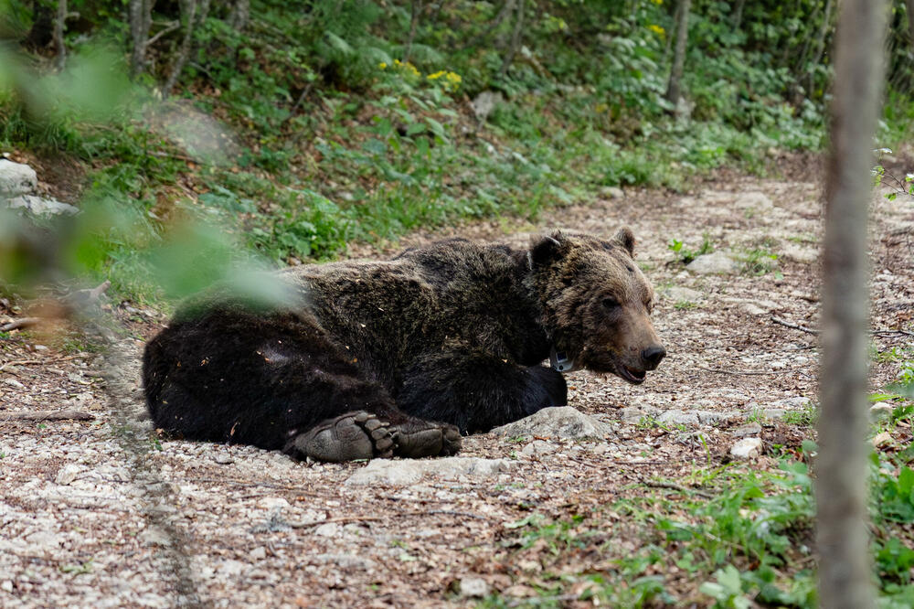 Obilježen još jedan mrki medvjed u NP Durmitor