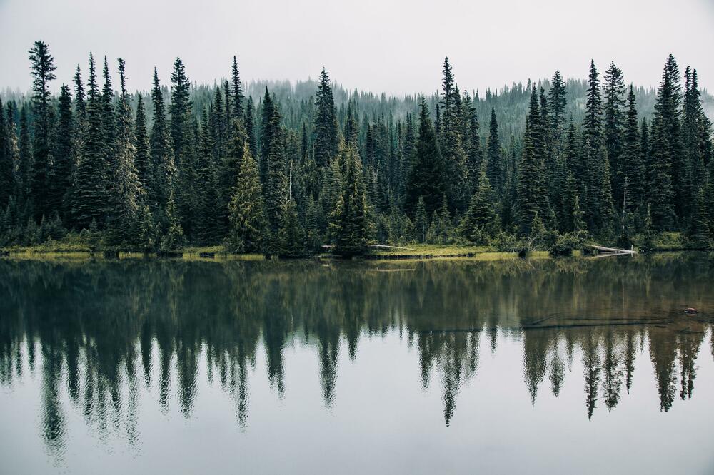 Odobren zajam Svjetske banke od 18 miliona eura za održivije upravljanje crnogorskim šumama