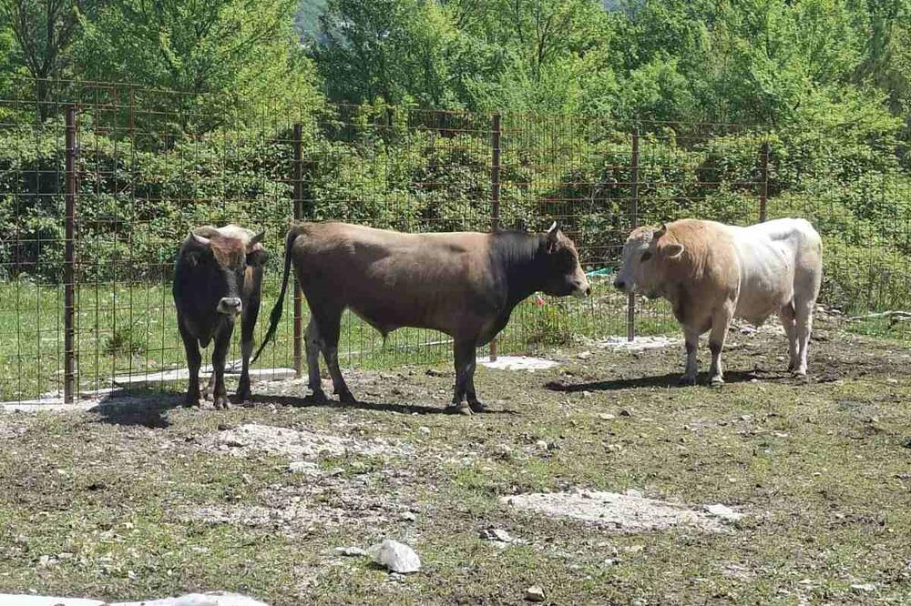 Opština Tivat: Grube neistine i namjerno plasiranje dezinformacija