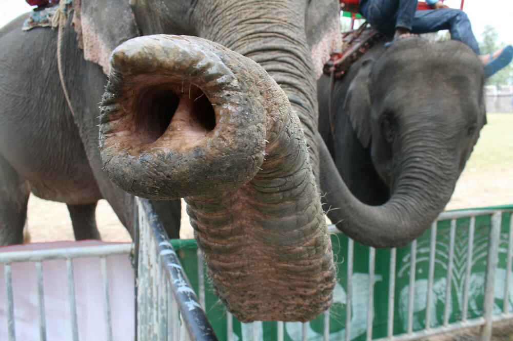 Otkrivena tajna "brkova" na surli slona