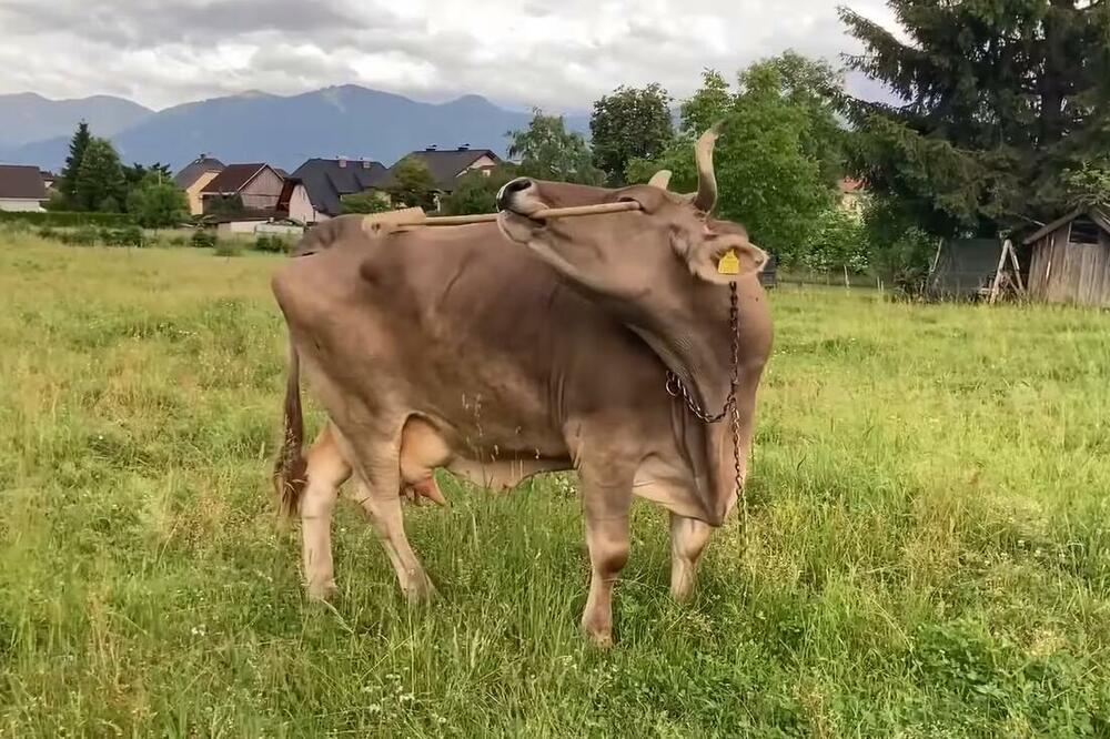 Pametna krava koja je zbunila naučnike: Veronika sama poseže za četkom i češka se