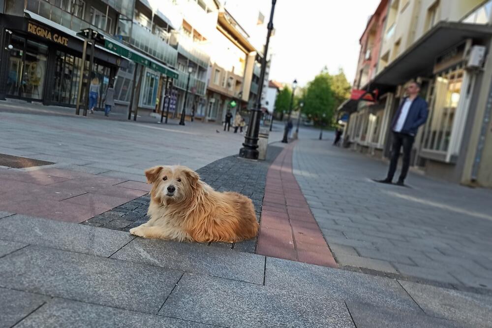 Pas Lazo zauvijek ostaje u srcu Pljevljaka