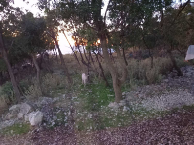 Plac, 1000m2 Kruči, Ulcinj, Prodaja