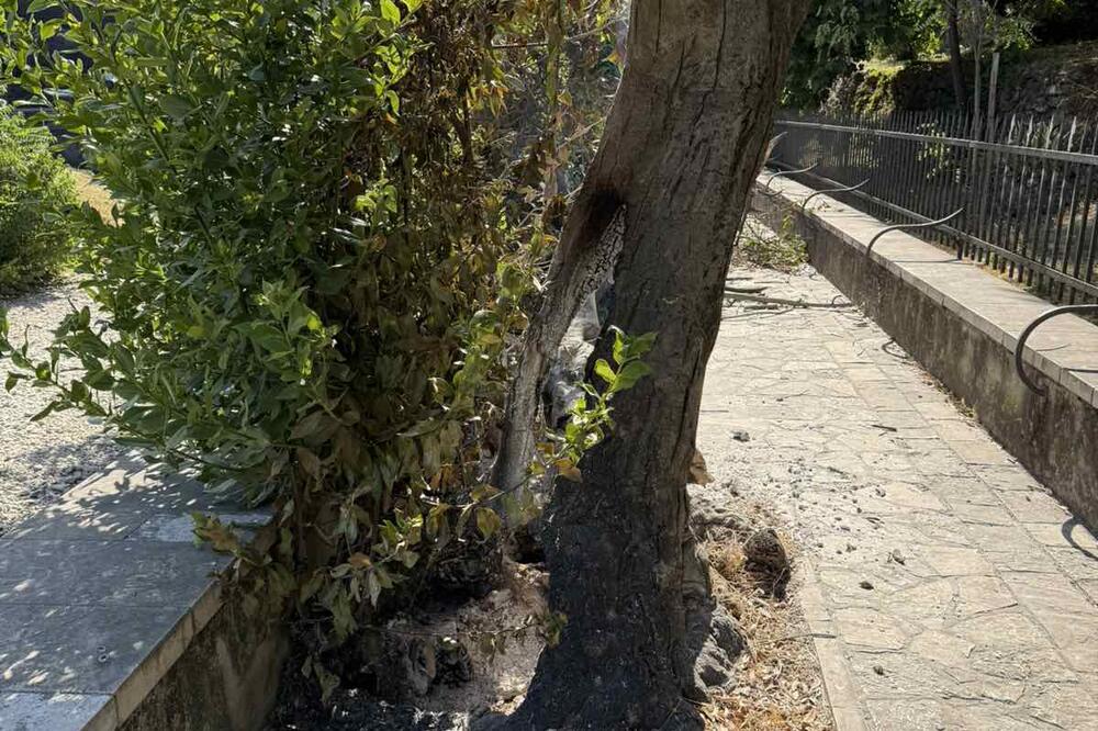 Podgorica: Manji požar zahvatio stablo ispod Kuslevove kuće
