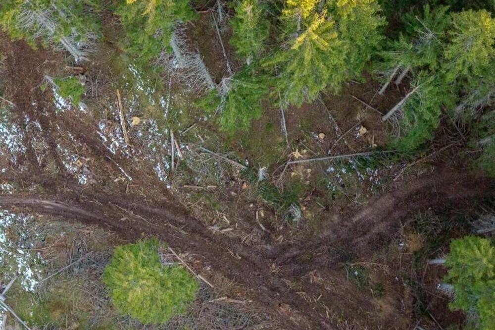 Podnijeli tri krivične prijave zbog bespravne sječe šuma