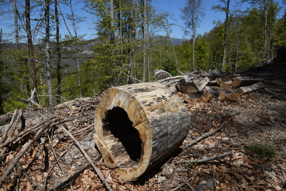 Političko krpljenje umjesto državne akcije: Nakon poslanika SNP-a izmjene Zakona o šumama uputili i poslanici PES-a