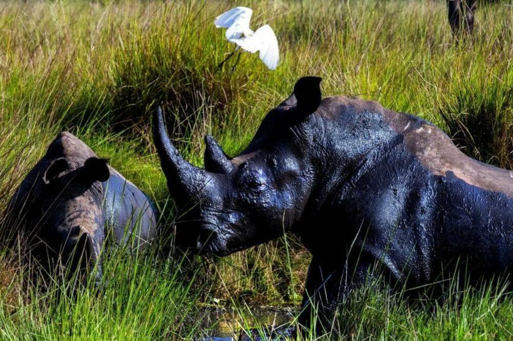 Poslije 40 godina bijeli nosorozi koje su krivolovci istrebljivali, vraćeni u divljinu Ugande