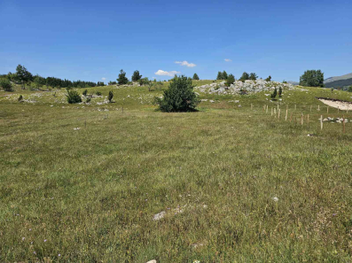 PRODAJA, ZEMLJISTE, 550m2, Borje, Zabljak
