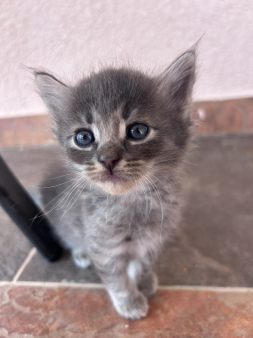 Prodajem polurasno mace