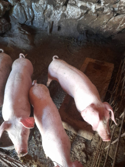 Prodajem prasiće 6.5/kg tel 068 069 486